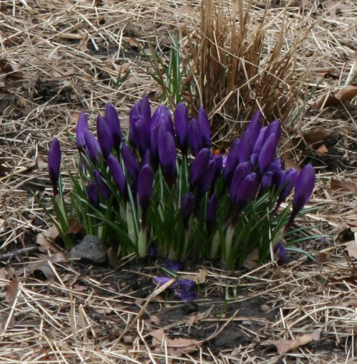 Crocuses