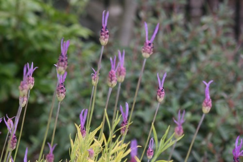 Dubh Linn Gardens, Dublin Castle 2