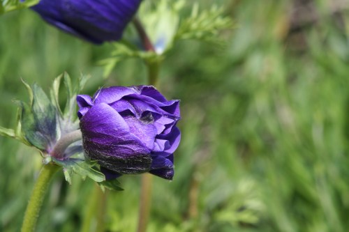 Dubh Linn Gardens, Dublin Castle, April 27, 2012