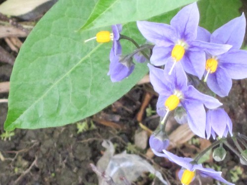 Dublin Zoo, April 29, 2012