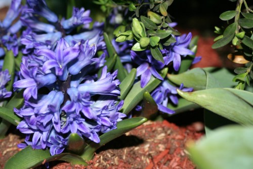 Purple Flowers 43nd Street 31 March 2012