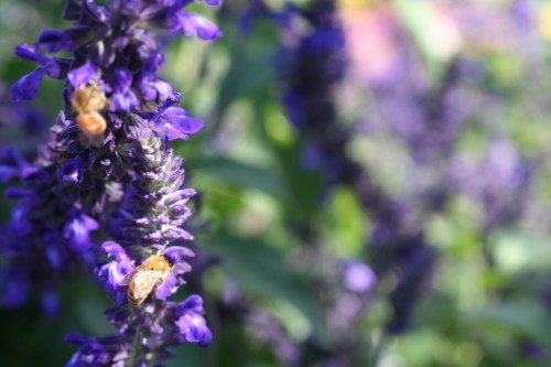 Purple Flowers Central Park 23 October 2011
