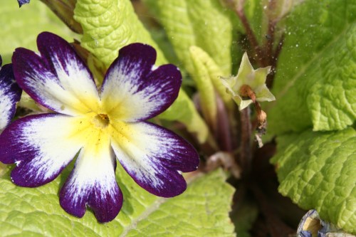 Bushmills, May 2, 2012