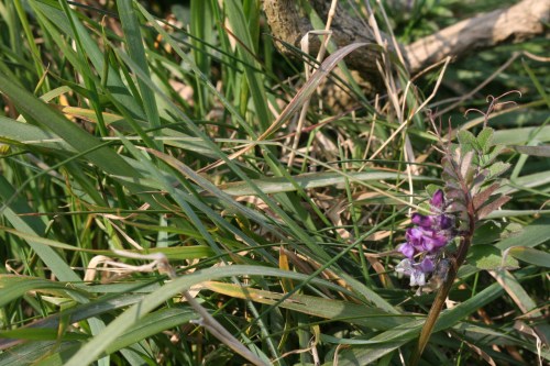 Giant's Causeway. May 2, 2012