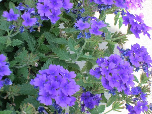 Cleveland Heights, July 7, 2012