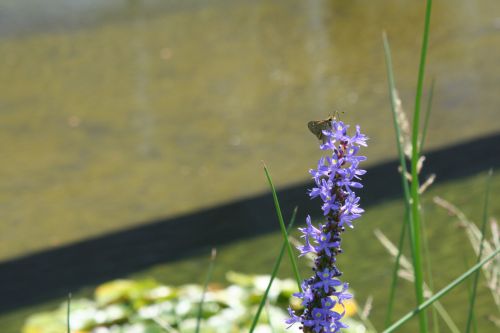 IPurple Flowers Virginia Museum of Fine Arts 4 16 August 2012