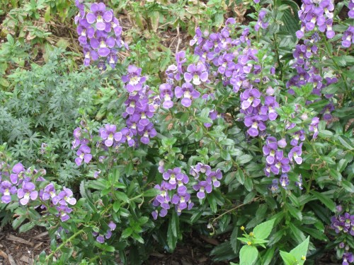Purple Flowers Broadway Mall 118th Street 19 August 2012