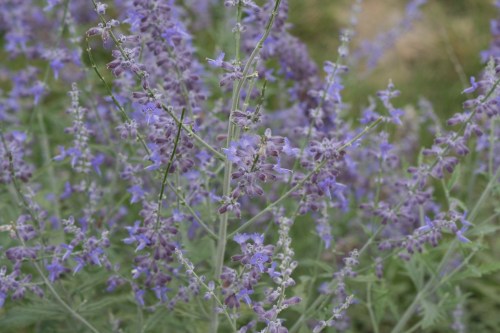 Purple Flowers Staples Mill Amtrak Station 18 August 2012