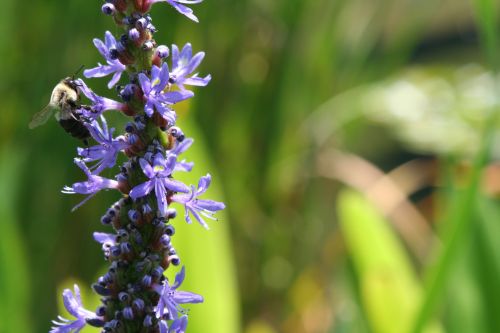 Purple Flowers Virginia Museum of Fine Arts 2 16 August 2012