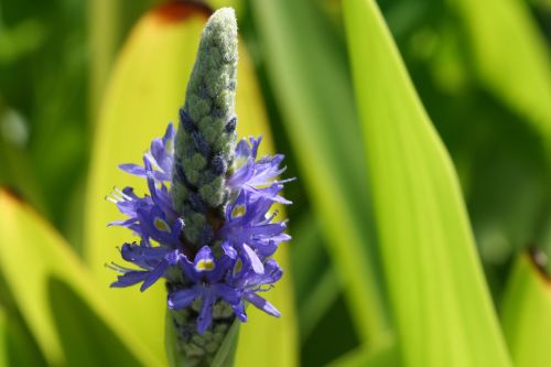 Purple Flowers Virginia Museum of Fine Arts 3 16 August 2012
