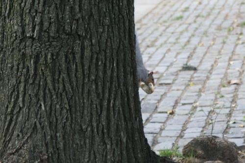 Squirrel with bagel