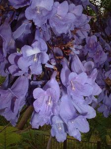 450px-BlueJacarandaFlowers
