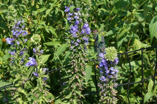 Purple Flowers Central Park 10 1 September 2012 (1024x683)