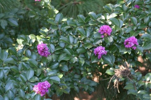 Purple Flowers Central Park 13 1 September 2012 (1024x683)