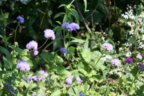 Purple Flowers Central Park 8 1 September 2012 (1024x683)