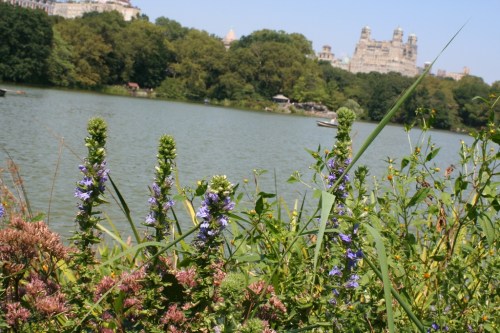 Purple Flowers Central Park 9 1 September 2012 (1024x683)