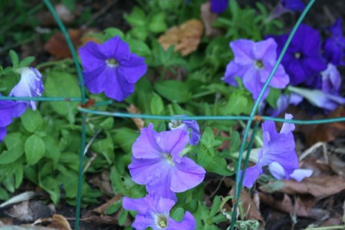 Purple Flowers Morningside Gardens 1 September 2012 (1024x683)