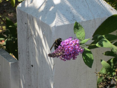 Purple Flowers Annapolis 3 22 September 2012 (1024x768) (800x600)