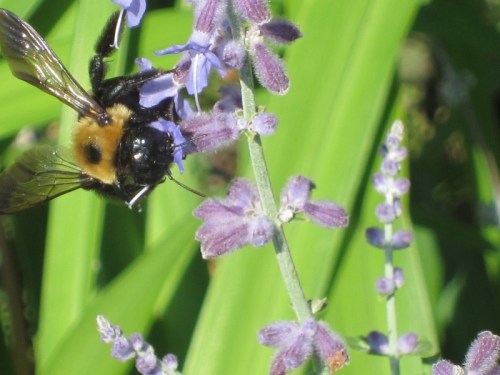Purple Flowers Annapolis 6 22 September 2012 (1024x768) (800x600) (2)