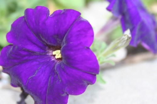 Purple Flowers Central Park 6 1 September 2012 (1024x683) (800x534)