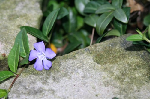 Purple flower Hyde Park 2 15 October 2012 (1024x683)