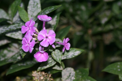 Purple Flowers Hyde Park 1 15 October 2012 (1024x683)