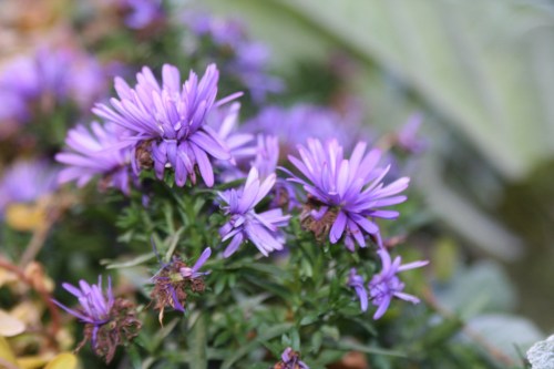 Purple flowers Hyde Park 3 15 October 2012 (1024x683)