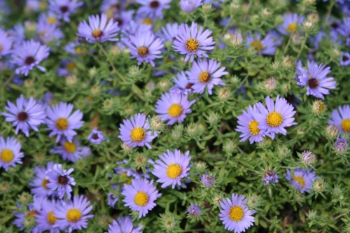 Purple Flowers Hyde Park 4 15 October 2012 (1024x683)