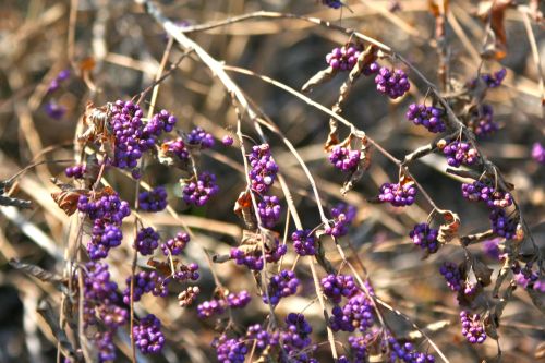 Purple Berries