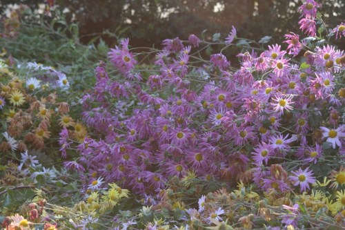 Central Park 23 November 2012 3 (1024x683)