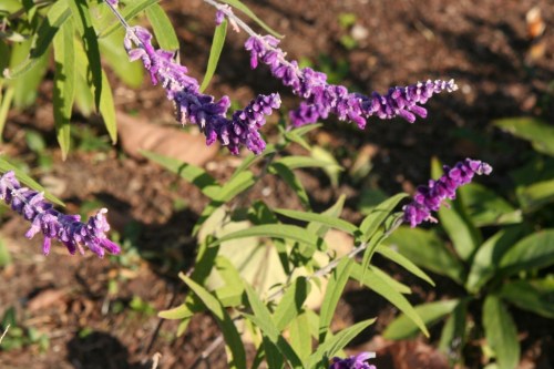 Central Park 23 November 2012 4 (1024x683)