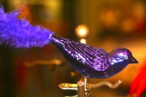 Purple bird