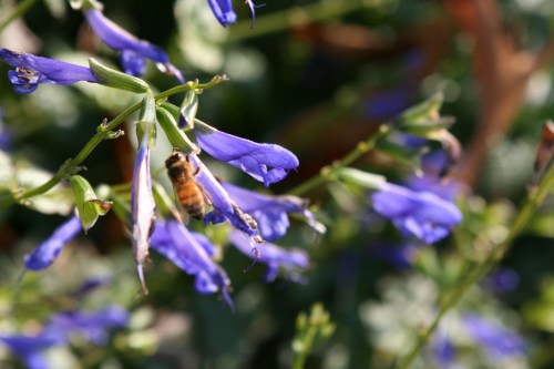 Purple Flowers Central Park 23 November 2012 1(1024x683)