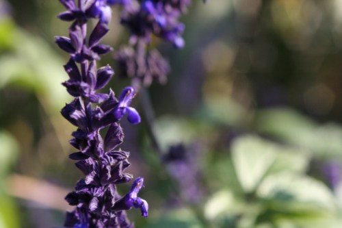 Purple Flowers Central Park 23 November 2012 2(1024x683) (1024x683)
