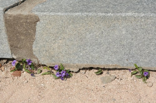 Eunhaesa Buddhist Temple 28 March 2013 (1024x683)