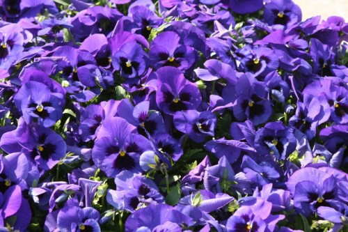 King Suro's Tomb 28 March 2013 (1024x683)