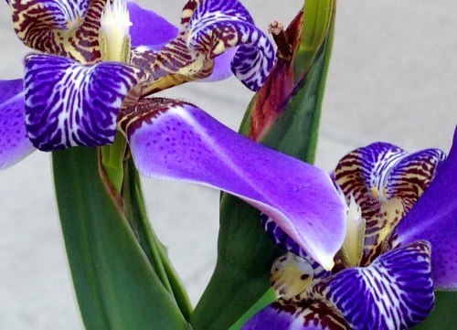 photo (65) (800x578)