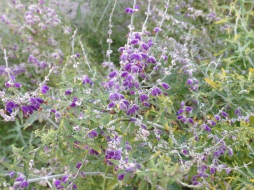 Purple Flowers Louisville November 9