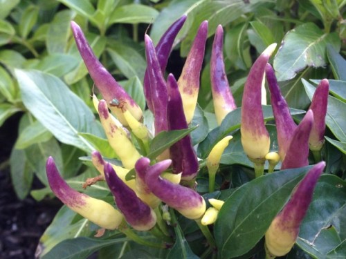 Purple peppers