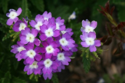 purple flowers C2 Aug 3