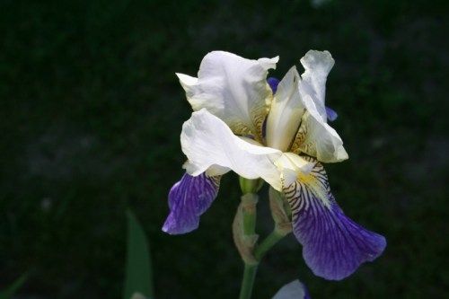Purple flower Oyster Bay