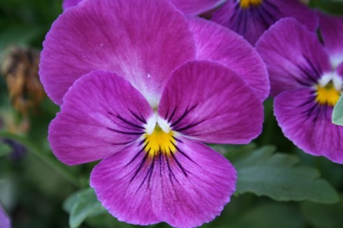 Purple Flowers Oyster Bay 5