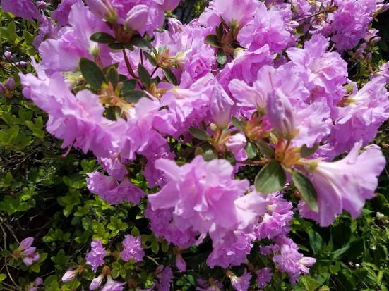 18557044_10210631001745110_4431969511496701087_n