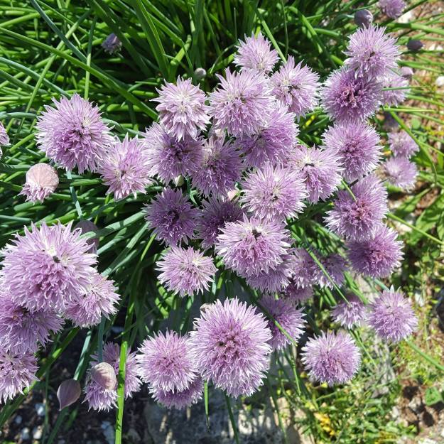 18575239_10211996384692436_1737100500_o