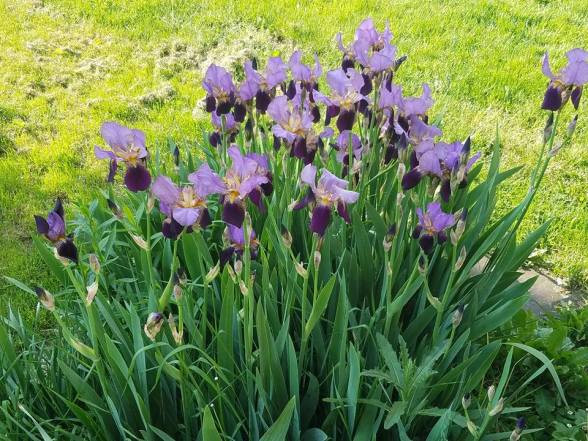 18622521_10210631001545105_2195082099458095570_n