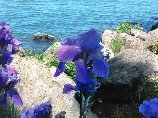 Purple Flowers Carol Philipps - Lakeside 2