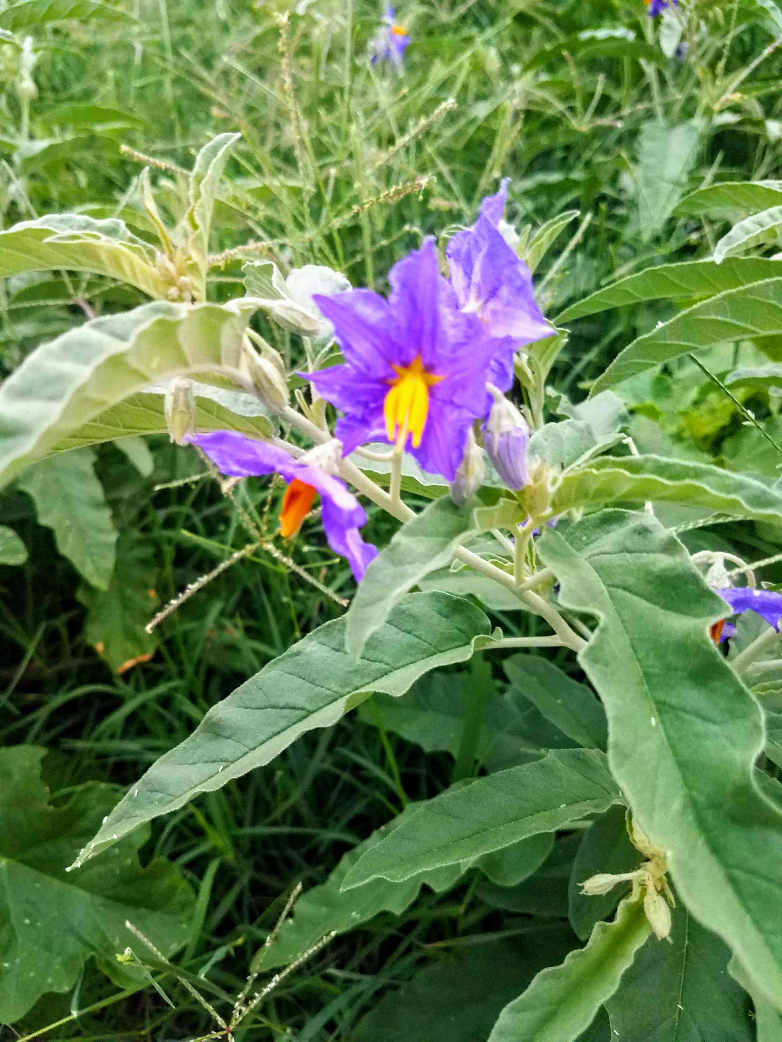 20180613_064941-EFFECTS (1)