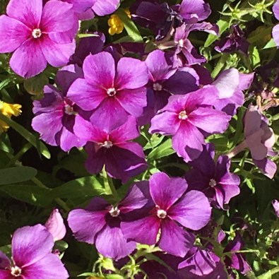 IMG_7830 (1024x1024)