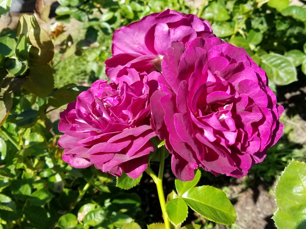 Resized-20190724-102344