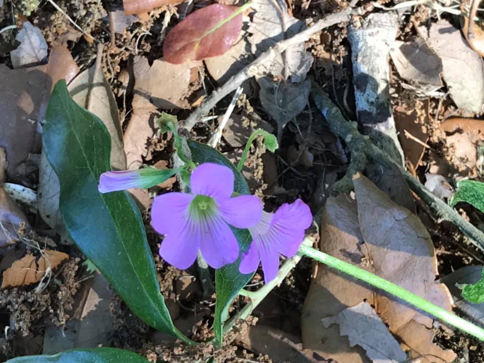 91799167_10158224131434275_775147610158661632_n